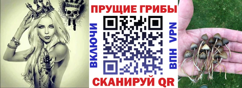 где купить   OMG зеркало  Псилоцибиновые грибы мицелий  Междуреченск 