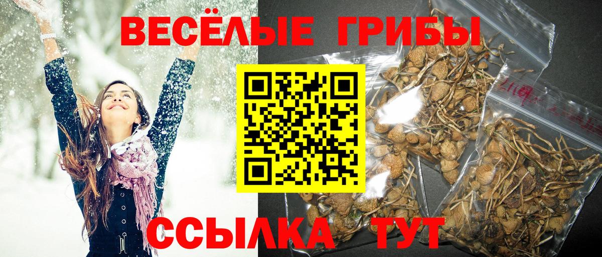 Галлюциногенные грибы Psilocybe  Вход с VPN  Междуреченск 